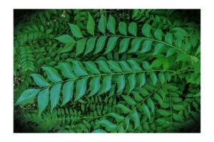 Curry leaves for hair care